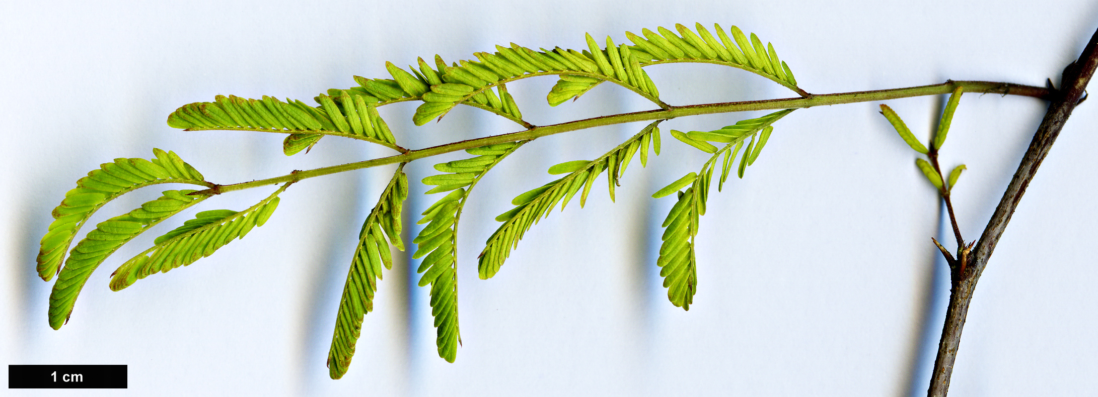 High resolution image: Family: Fabaceae - Genus: Vachellia - Taxon: farnesiana High resolution image: Family: Fabaceae - Genus: Vachellia - Taxon: farnesiana